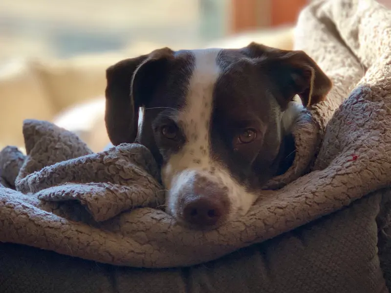 How Much Does A C Section For A Dog Cost